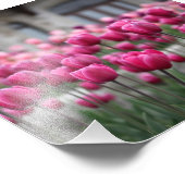 Roze tulpen - Montreal (afdrukken) Foto Afdruk (Hoek)