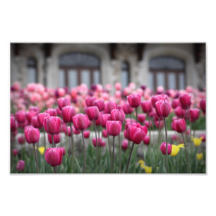 Roze tulpen - Montreal (afdrukken) Foto Afdruk