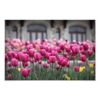 Roze tulpen - Montreal (afdrukken) Foto Afdruk