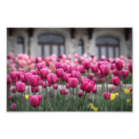 Roze tulpen - Montreal (afdrukken) Foto Afdruk (Voorkant)