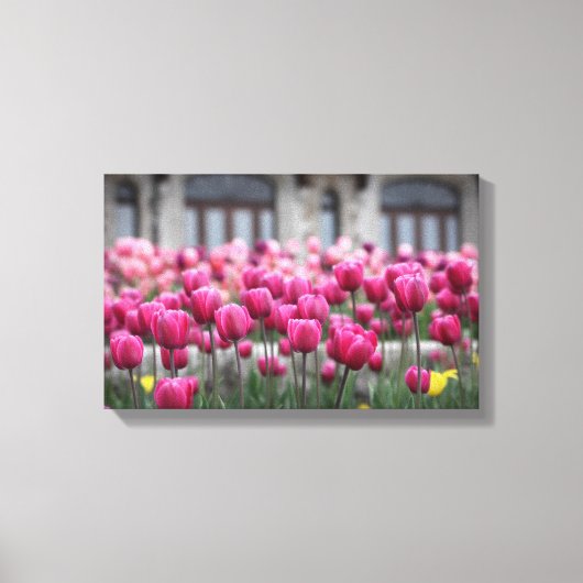 Roze Tulpen - Montreal (Canvas) Canvas Afdruk (Voorkant)