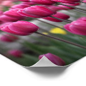 Roze Tulpen - Montreal (Poster) Poster (Hoek)