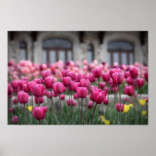 Roze Tulpen - Montreal (Poster) Poster
