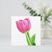 Roze tulpen op wit (Staand voorkant)