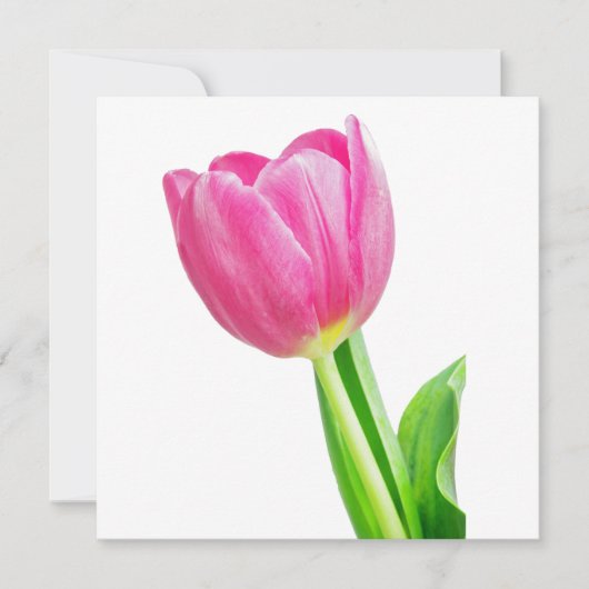 Roze tulpen op wit (Voorkant)