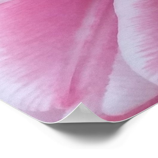 Roze tulpen, Poster (Hoek)