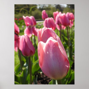 roze tulpen poster