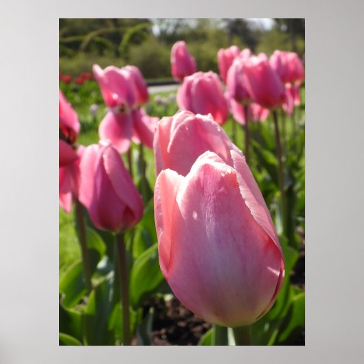  roze tulpen poster (Voorkant)