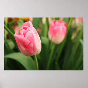 Roze tulpen - Poster