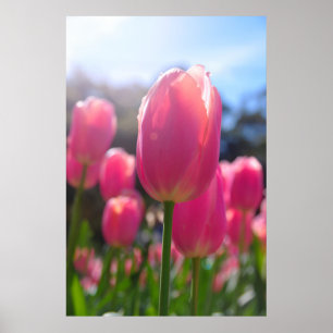 Roze tulpen poster