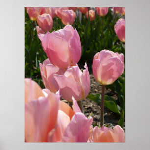 Roze tulpen poster