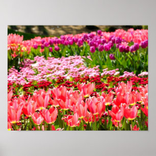Roze tulpen poster