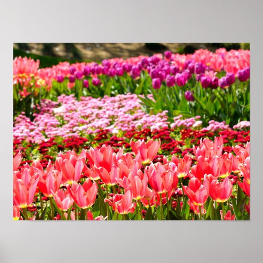 Roze tulpen poster (Voorkant)