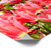 Roze tulpen poster (Hoek)