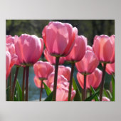 Roze tulpen poster (Voorkant)