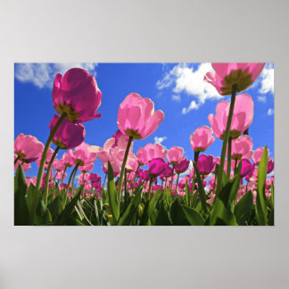 Roze tulpen poster