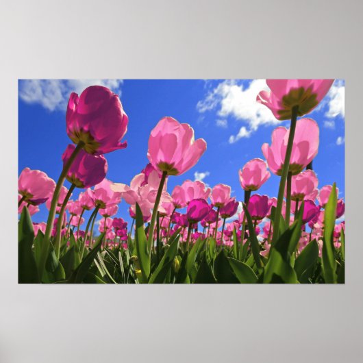 Roze tulpen poster (Voorkant)