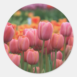 roze tulpen ronde sticker