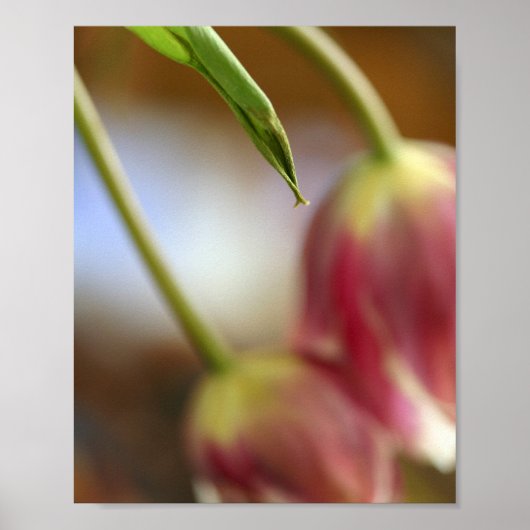 Roze Tulpen Stilleven Poster (Voorkant)