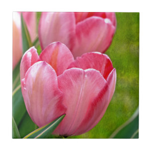 Roze tulpen tegeltje