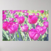 roze Tulpen Tuin Art Poster (Voorkant)