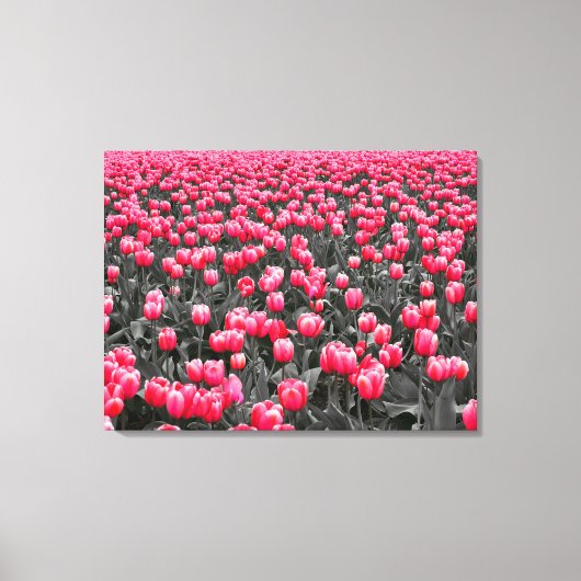 Roze Tulpen Veld Canvas Afdruk (Voorkant)