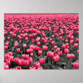Roze Tulpen Veld Poster (Voorkant)