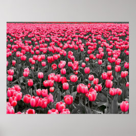 Roze Tulpen Veld Poster