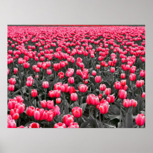 Roze Tulpen Veld Poster