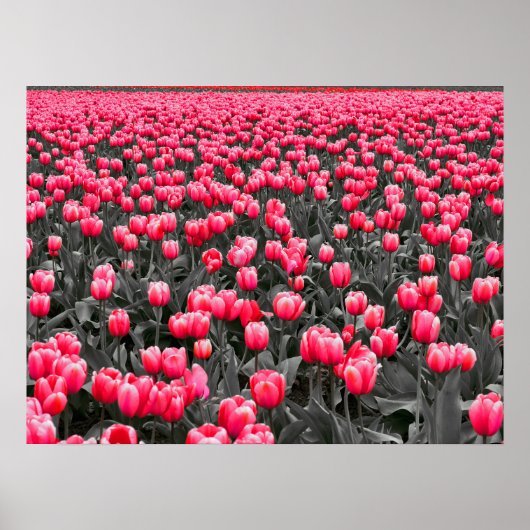 Roze Tulpen Veld Poster (Voorkant)