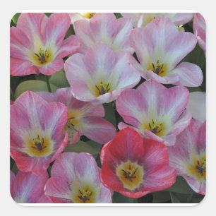 Roze tulpen vierkante sticker