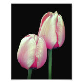 Roze Tulpenbloemen 8x10 Foto Afdruk (Voorkant)
