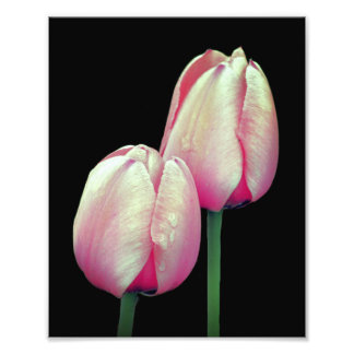 Roze Tulpenbloemen 8x10 Foto Afdruk