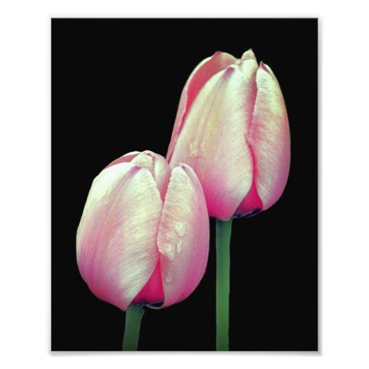 Roze Tulpenbloemen 8x10 Foto Afdruk (Voorkant)