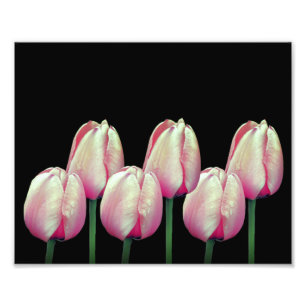 Roze Tulpenbloemen 8x10 Foto Afdruk