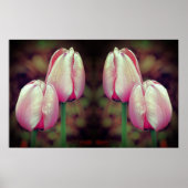 Roze Tulpenbloemen regendruppels gespiegeld Abstra Poster (Voorkant)