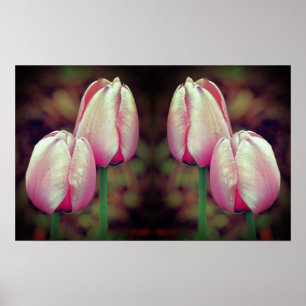 Roze Tulpenbloemen regendruppels gespiegeld Abstra Poster