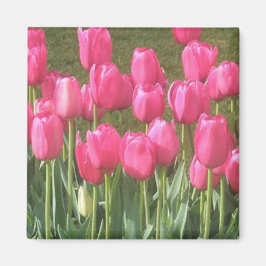 Roze Tulpenmagneet Magneet (Voorkant)