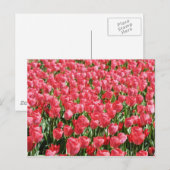 Roze tulpenveld briefkaart (Voorkant / Achterkant)