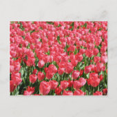 Roze tulpenveld briefkaart (Voorkant)