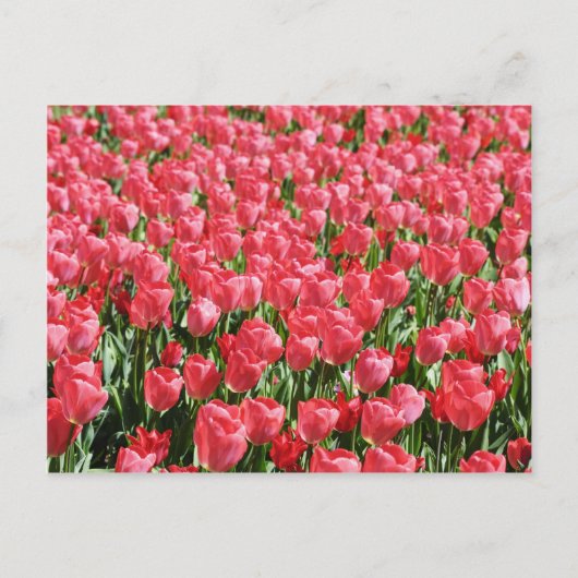 Roze tulpenveld briefkaart (Voorkant)