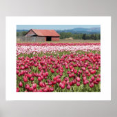 Roze Tulpenvelden Bloemfotografie Poster (Voorkant)