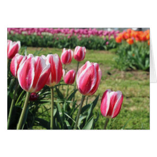 Roze tulpenwenskaart