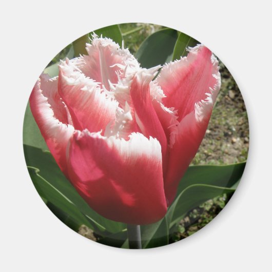 Roze tulpmagneet met rand magneet (Voorkant)