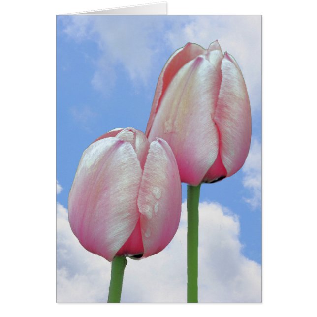 Roze Tulps Blue Sky Clouds Natuur Card (Voorkant)