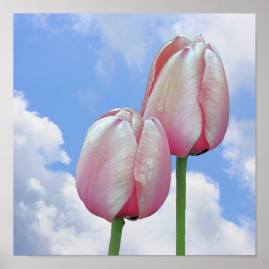 Roze Tulps Blue Sky en White Clouds Poster (Voorkant)