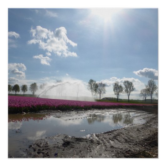 Roze Tulps Field Reflected Landscape Poster (Voorkant)