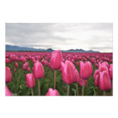 Roze Tulps Flowers Foto Poster (Voorkant)