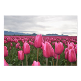 Roze Tulps Flowers Foto Poster