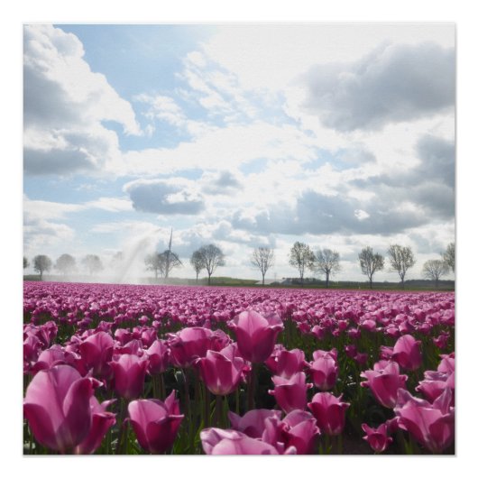 Roze Tulps-veld met blauw Sky-Poster Perfect Poster (Voorkant)